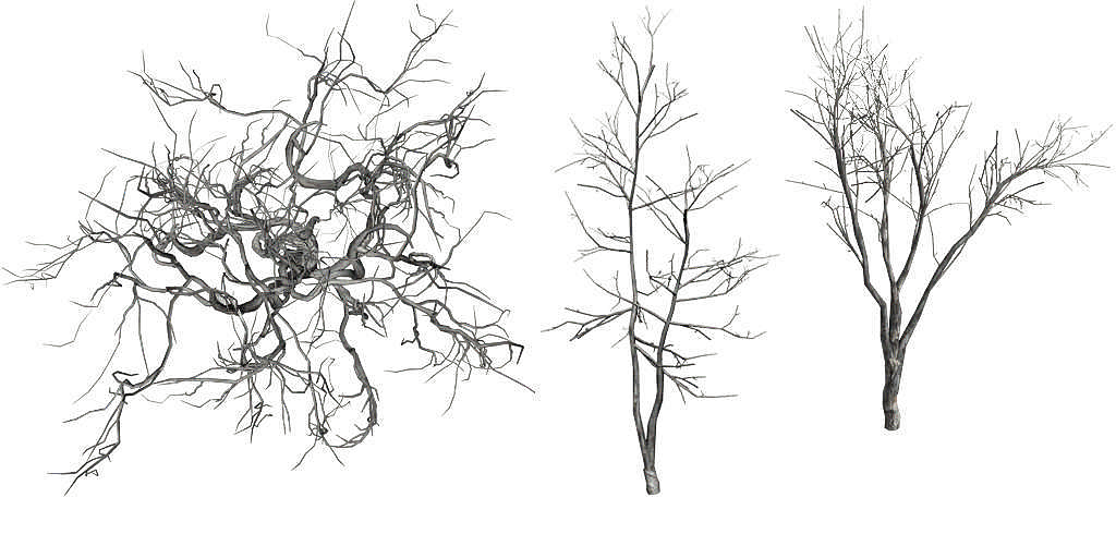 Trunk texture