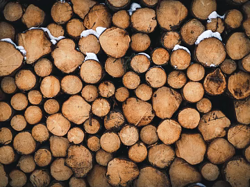 Trunk section texture (ID:ffagg86263)