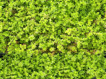 shrub flowers bushes texture (ID:ffaeh791117)