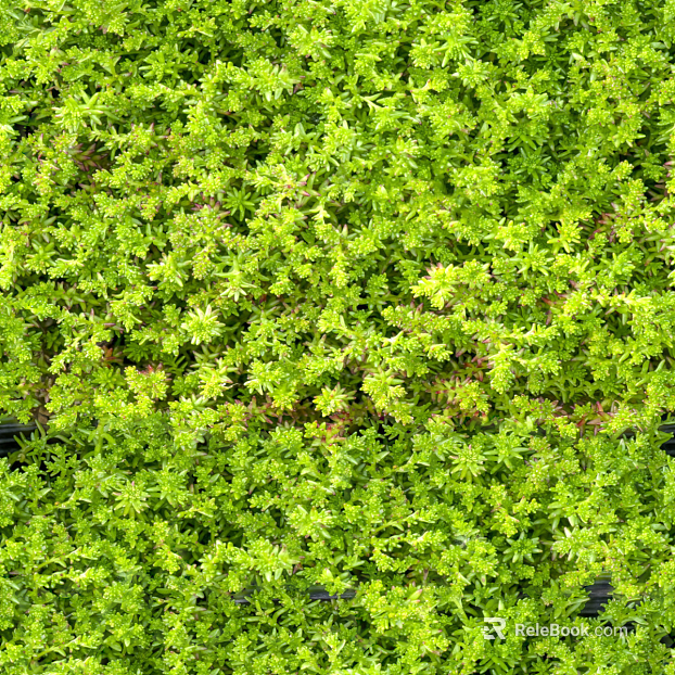 shrub flowers bushes texture
