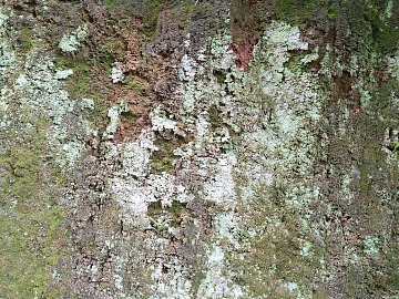 mountain rock wall texture (ID:ffabg00973)