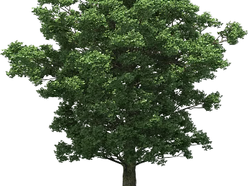Tree texture (ID:ffabg25022)