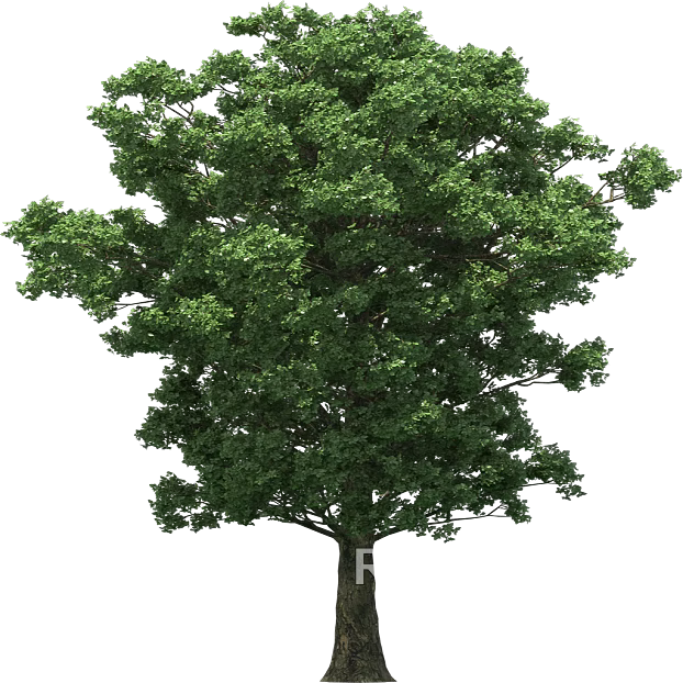 Tree texture