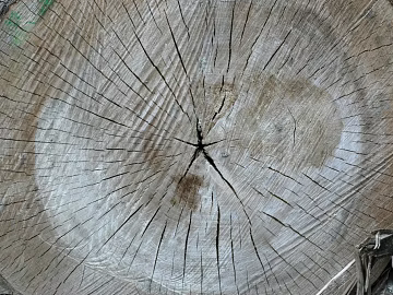 Trunk section texture (ID:ffaag49134)