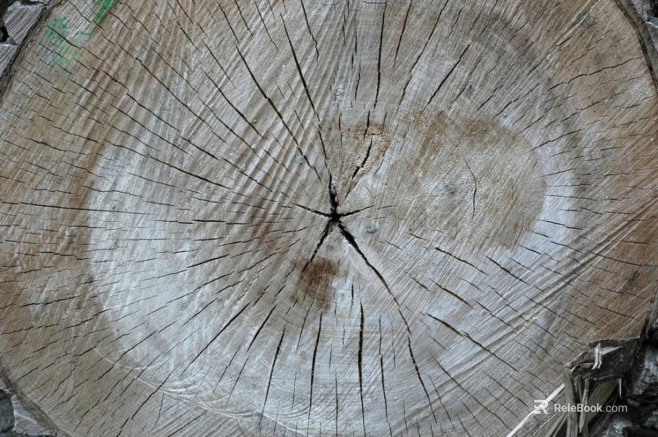 Trunk section texture