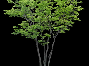 Plants texture (ID:ffaag54142)