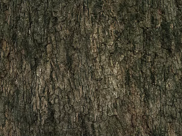 bark texture (ID:ffaag82464)