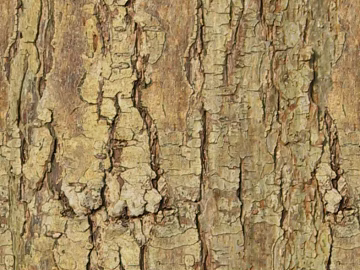 bark texture (ID:ffagg05510)