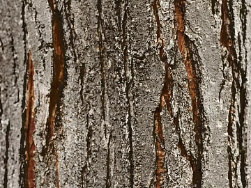bark texture (ID:ffacg56287)