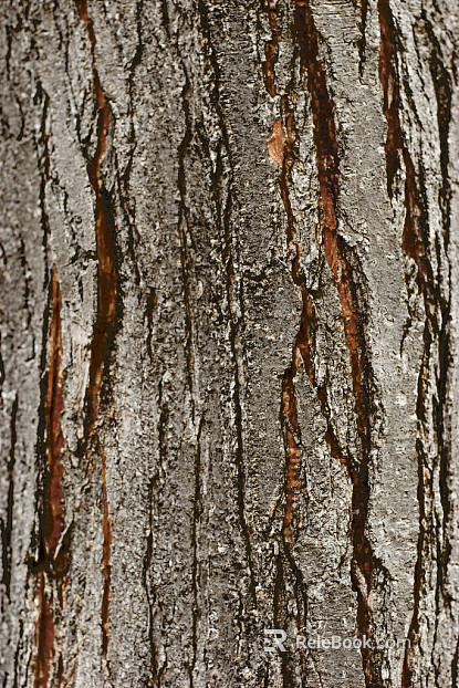 bark texture