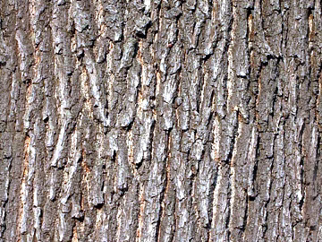 Taupe trunk bark natural texture (ID:ffaeh781026)