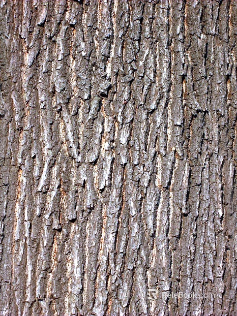 Taupe trunk bark natural texture texture