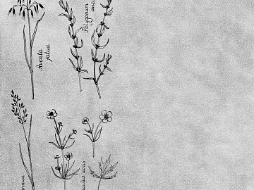 Plant painting texture (ID:ffacg31806)