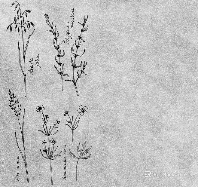 Plant painting texture