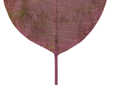 Purple red leaves natural decoration material texture (ID:ffaeh652789)