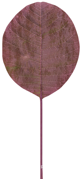 Purple red leaves natural decoration material texture