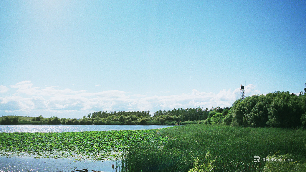 Wild Scenery texture