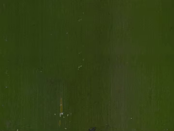 Bamboo 3d model