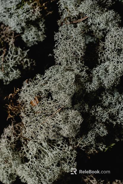 plant pattern texture
