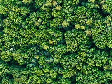 Forest texture (ID:ffach482156)