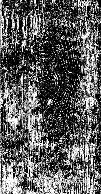 Black and White Bump Wood Grain Black and White Bump texture