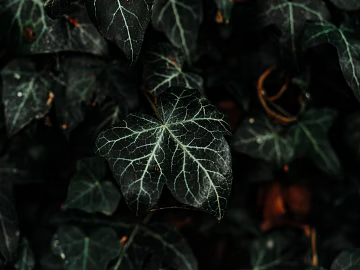 leaves texture (ID:ffagg77928)