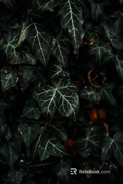 leaves texture