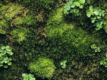 moss texture (ID:ffach409581)