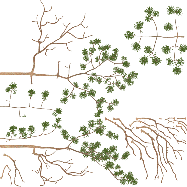 Dark green pine branch plant decorative material texture