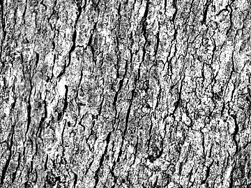 ancient tree bark texture (ID:ffaef3751)