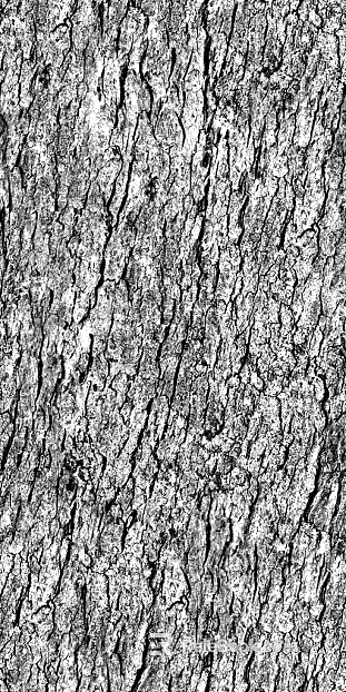 ancient tree bark texture