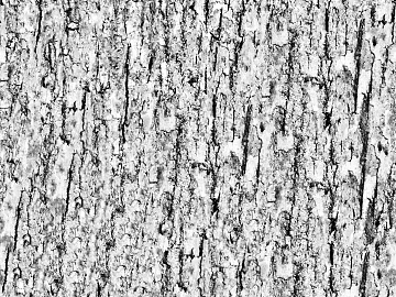 bark texture (ID:ffagg05747)