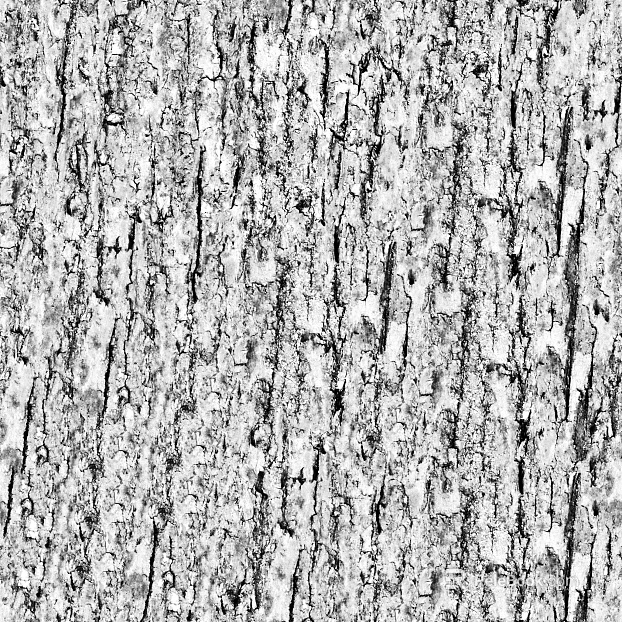 bark texture
