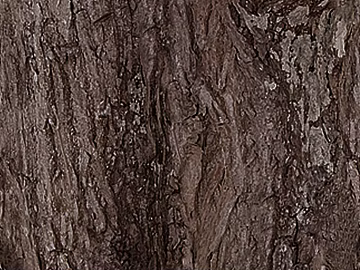bark texture (ID:ffach998750)