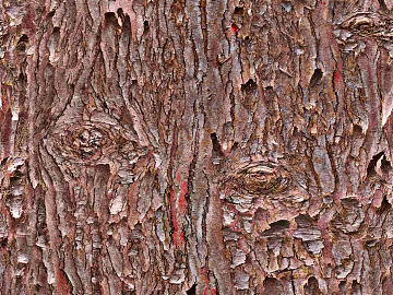 bark texture (ID:ffacg13944)