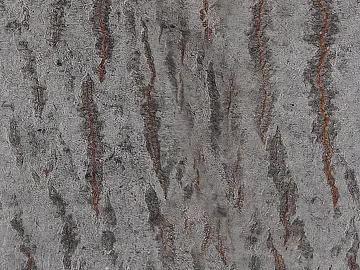 bark texture (ID:ffacg03772)