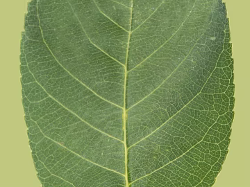 Green broadleaf plant leaves texture (ID:ffaeh841656)