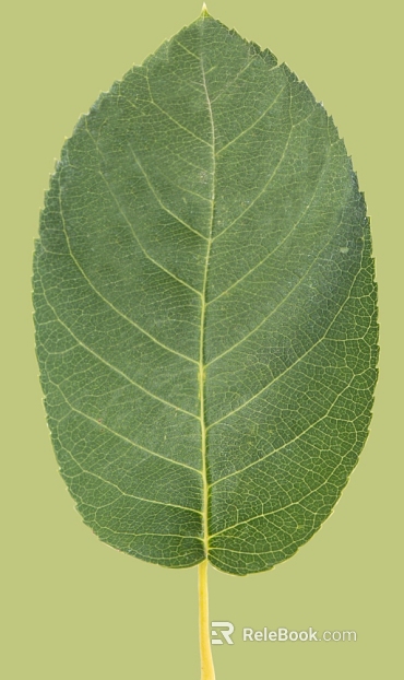 Green broadleaf plant leaves texture