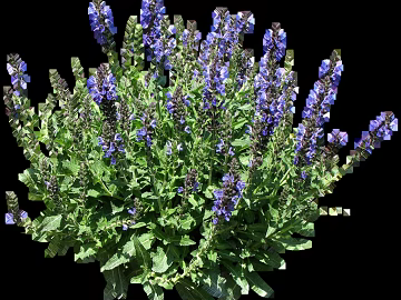 Flowers texture (ID:ffajg66457)