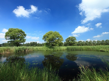 Wild Scenery texture (ID:ffajg13176)