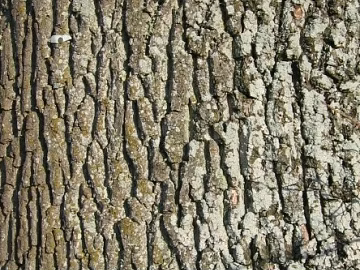 bark texture (ID:ffabg79044)