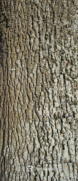 bark texture