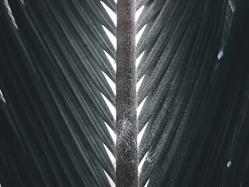 leaves texture (ID:ffagg40148)