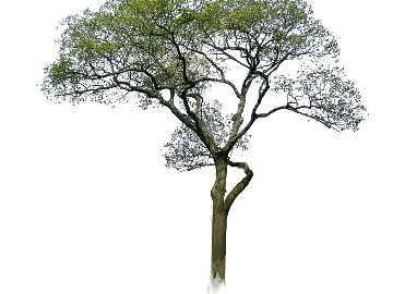 Tree texture (ID:ffaag21864)