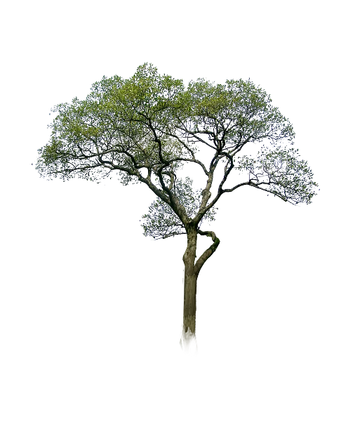 Tree texture