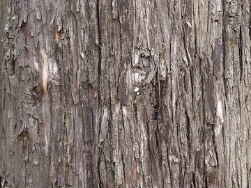 Dark gray-brown bark decorative veneer texture (ID:ffaeh723279)