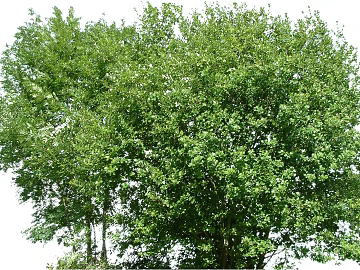 Green Broadleaf Tree Landscape texture (ID:ffaeh305636)