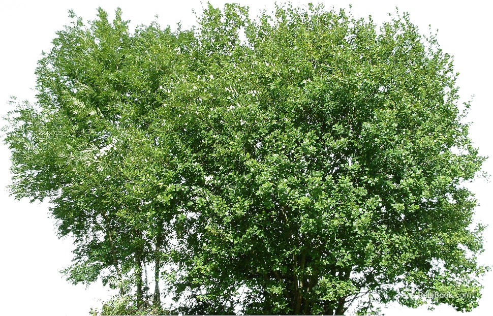 Green Broadleaf Tree Landscape texture
