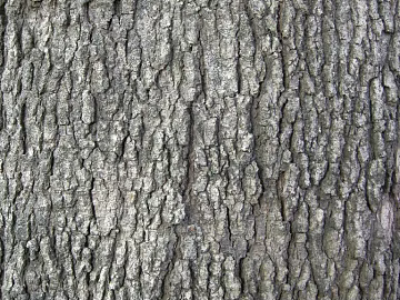 bark texture (ID:ffach902874)