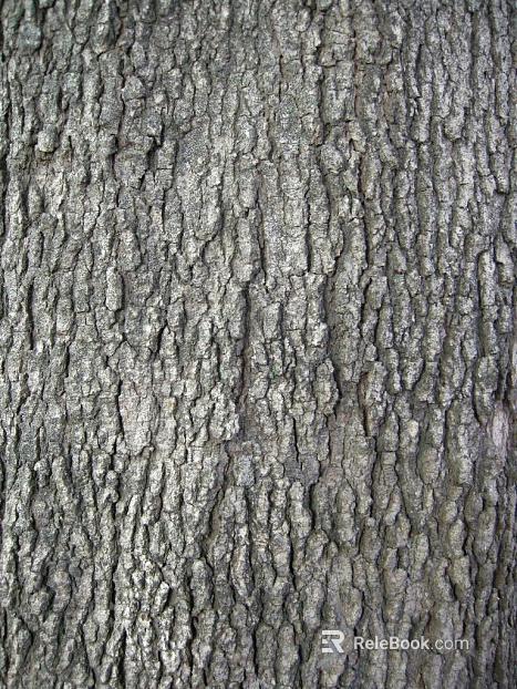 bark texture